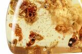 Polished Colombian Copal ( g) - Contains Termites & Beetle! #326739-1
